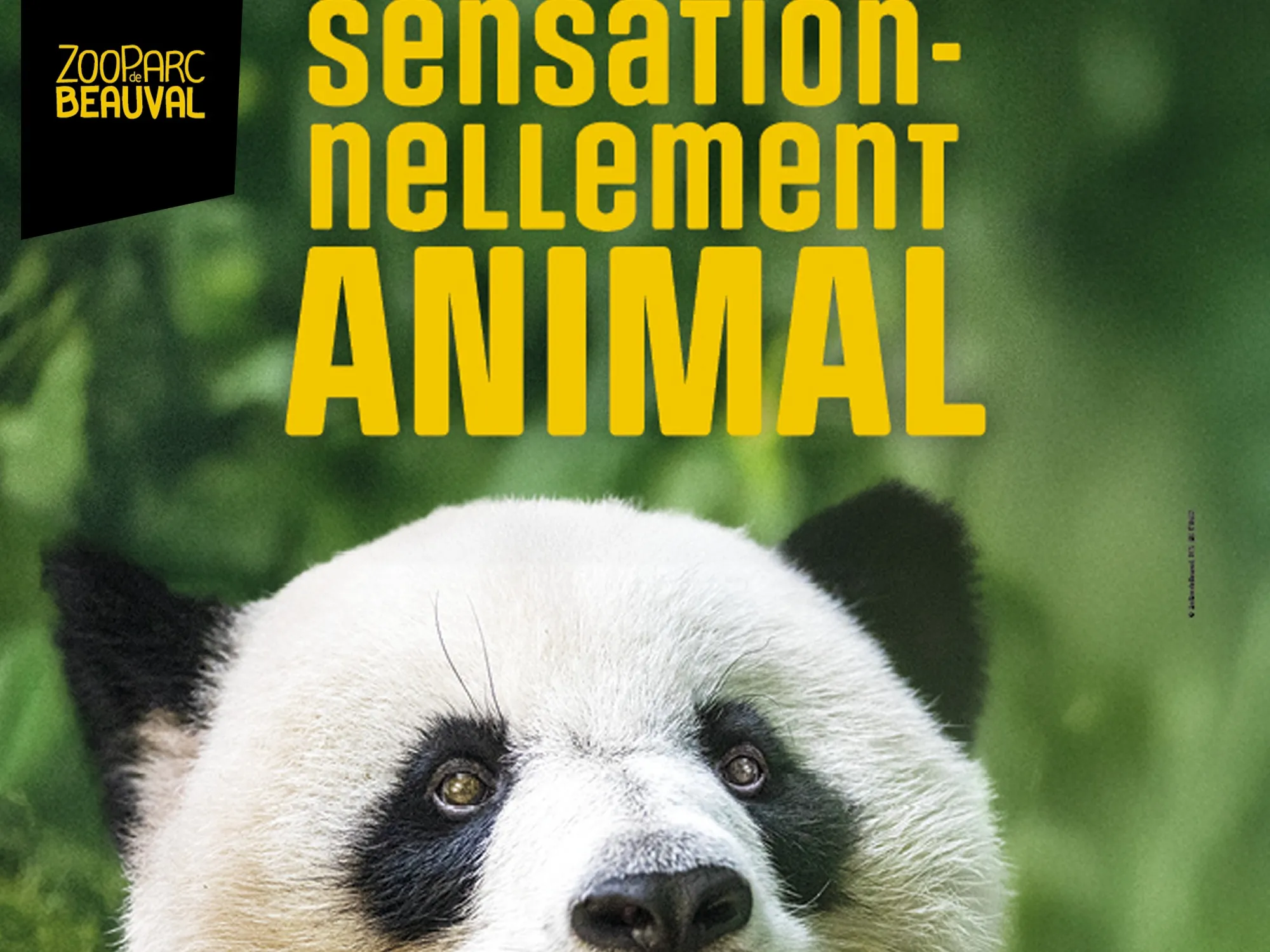 RADIO INTENSITE Découvrez le ZooParc de Beauval, l'un des plus beaux — free download