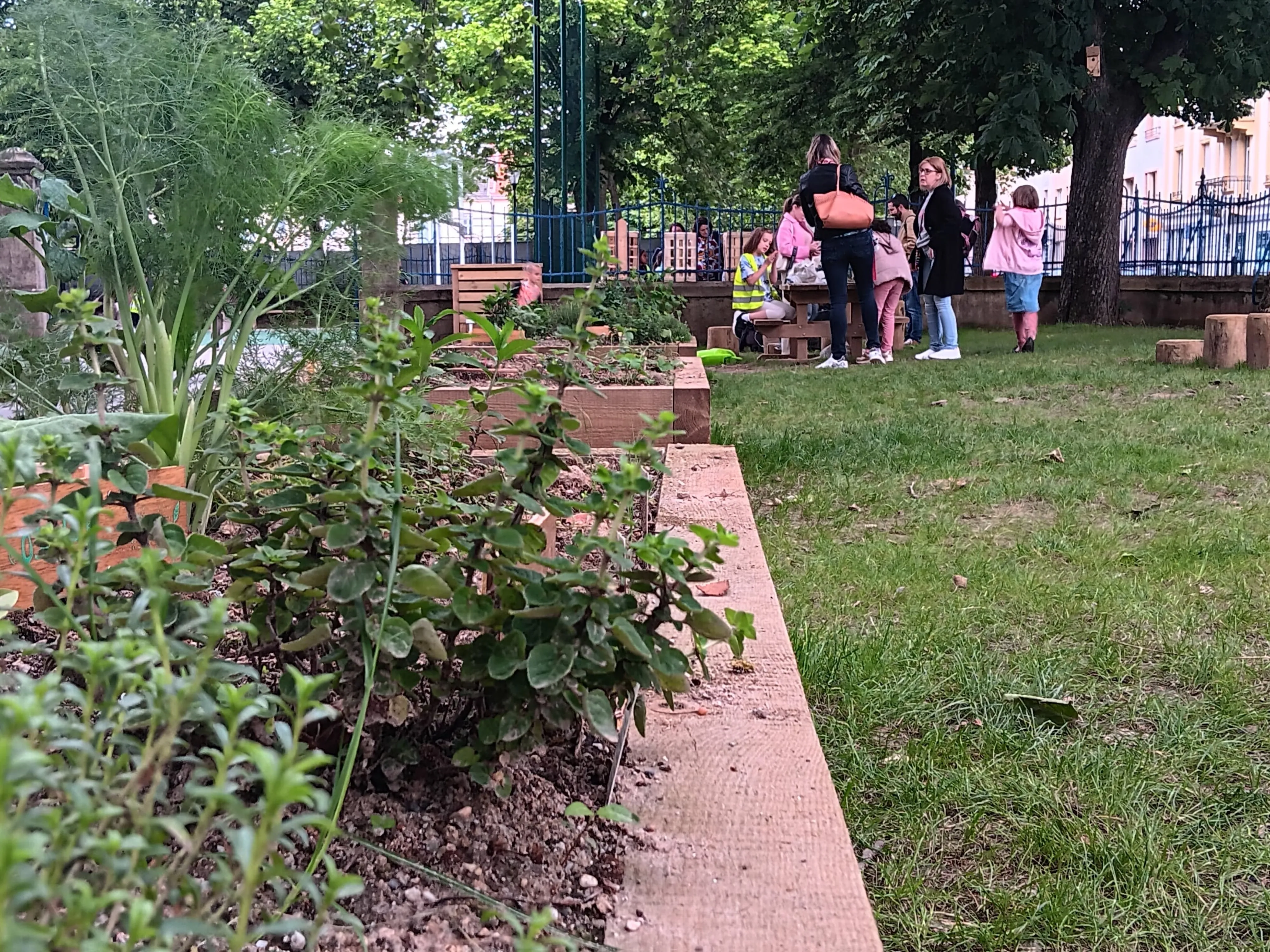 On respire enfin dans la cour végétalisée de l’école Le Graouilly