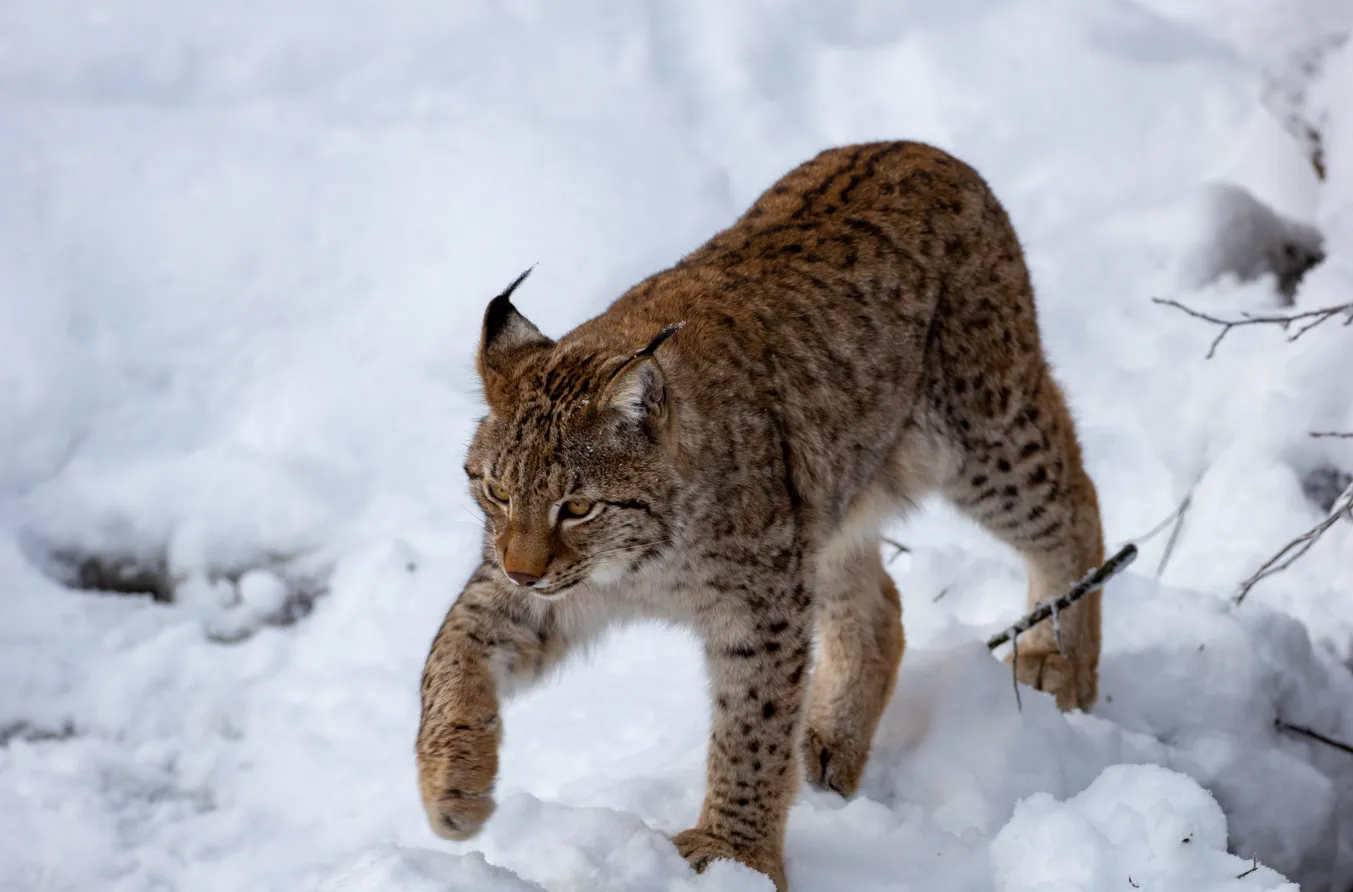 Idée de sortie : le Parc Animalier de Sainte-Croix à Rhodes en Moselle ...