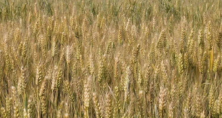 EVASION - Un coup de mou dans la production de blé