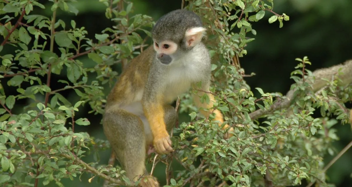EVASION Un singe volé dans un zoo français a été retrouvé à Beauvais