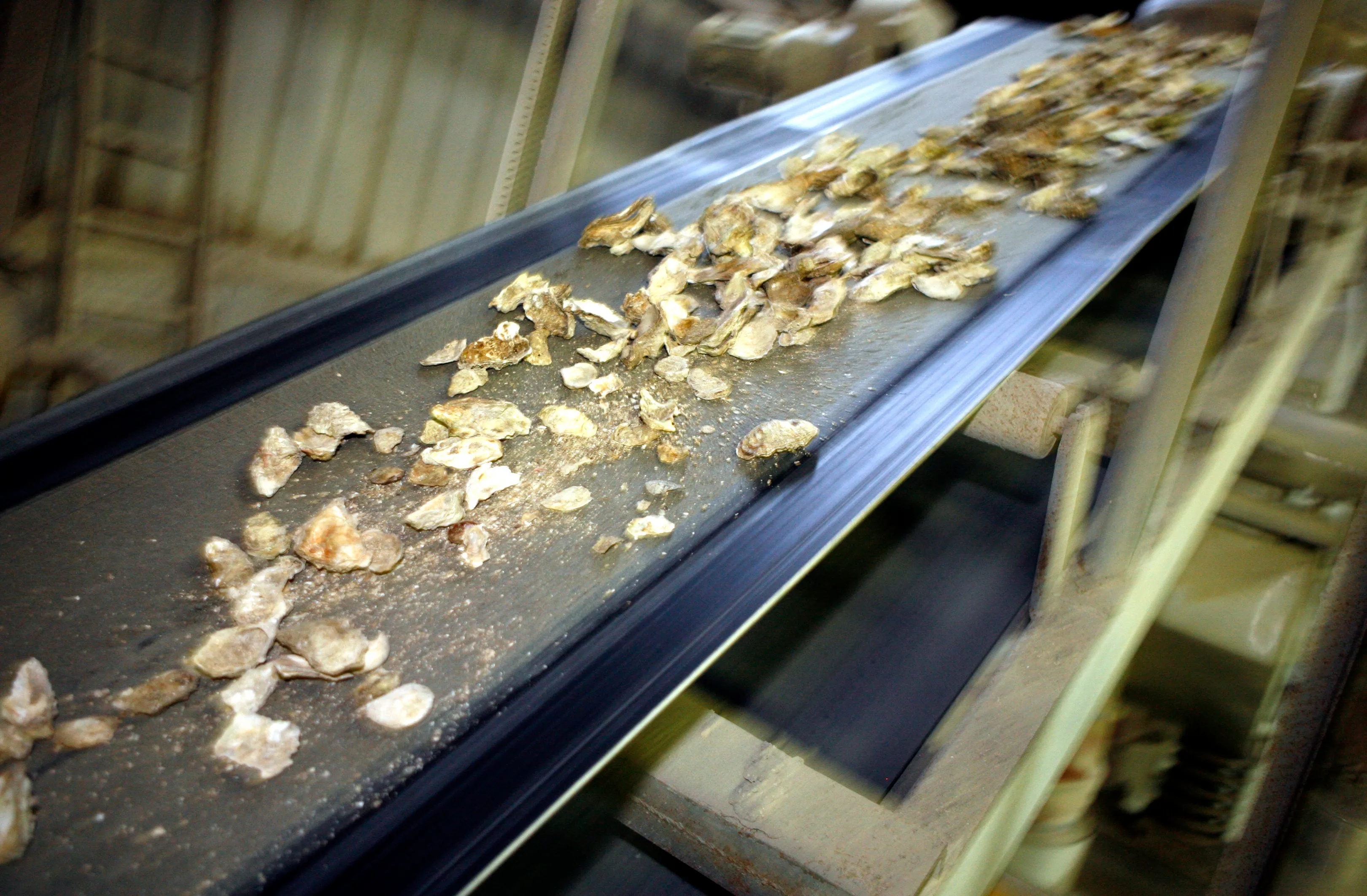 Quimperlé. Le recyclage de coquilles d'huitres, c'est de saison ! OCEANE