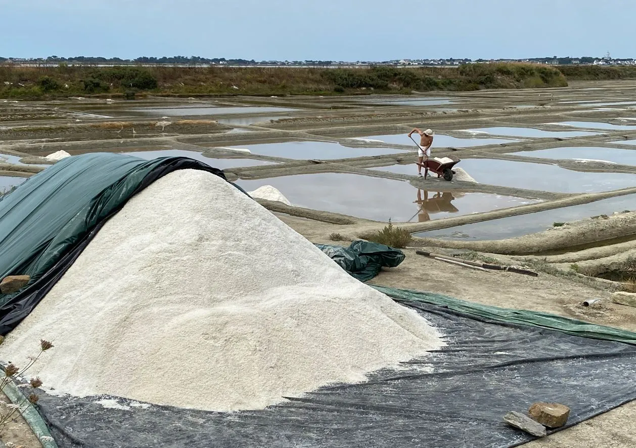 Guérande : la saison du sel est lancée et elle est précoce
