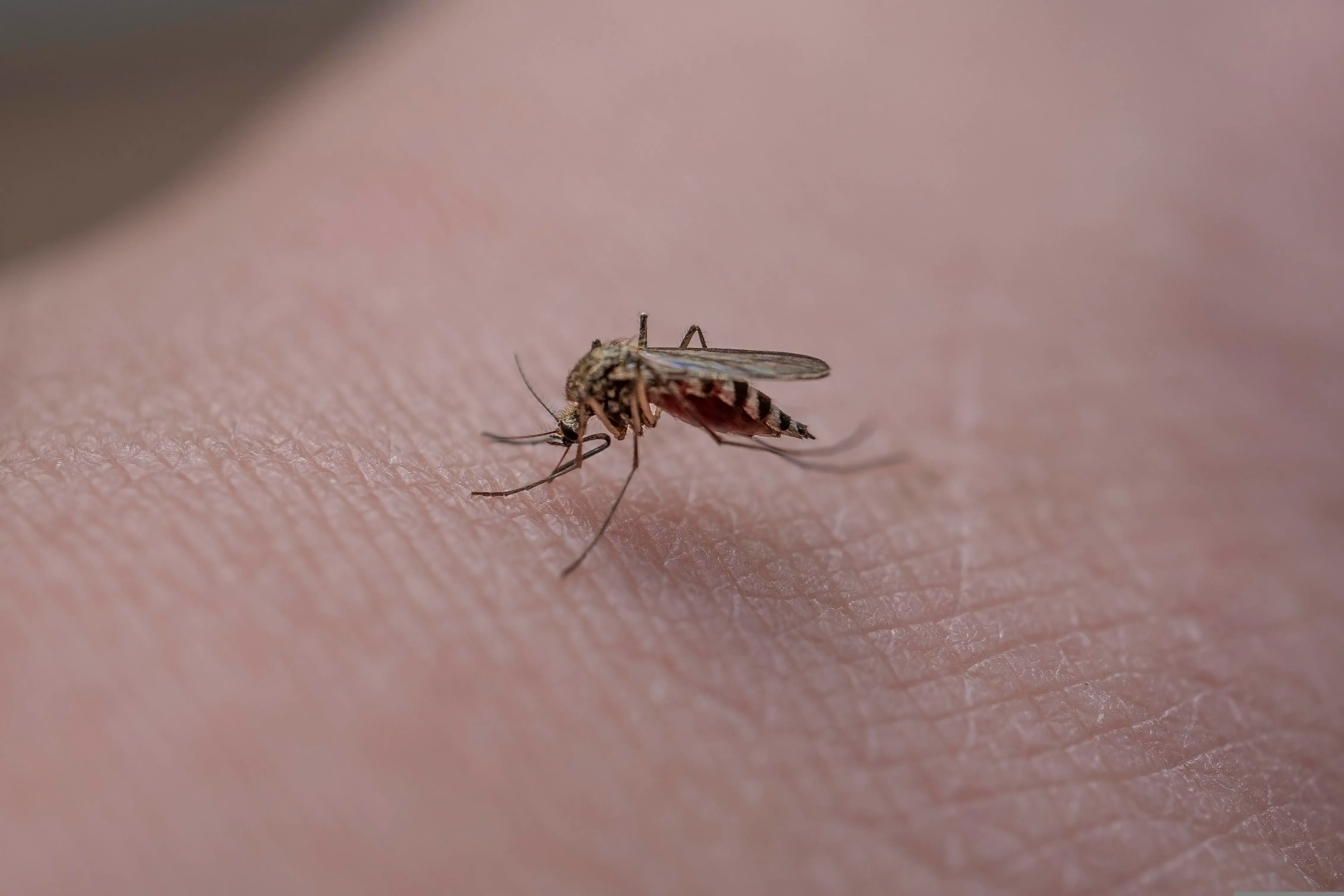La Vendée lance un plan de lutte contre le moustique !