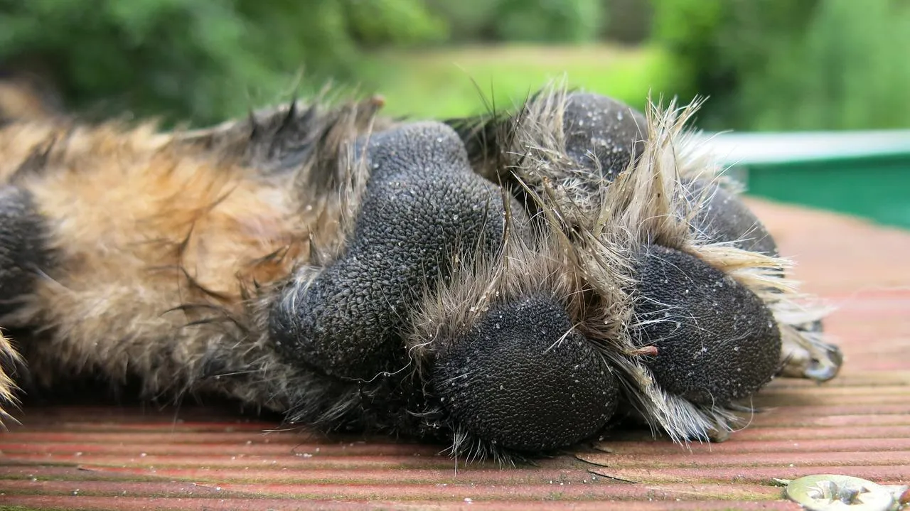 Voici le chien élu le plus moche du monde (photos) - VIBRATION