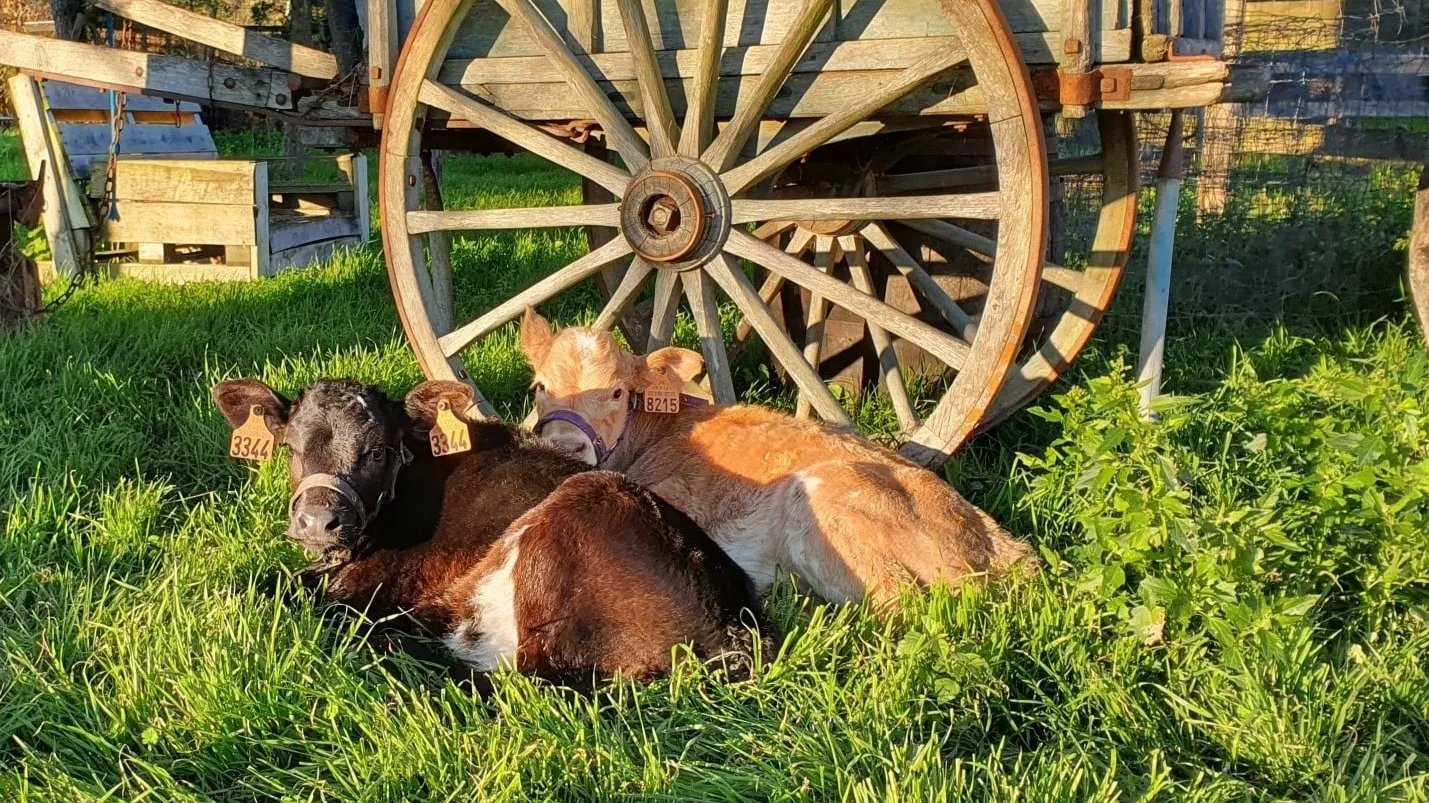 Loir-et-Cher : la Ferme des Oliviers dépasse les 300 animaux