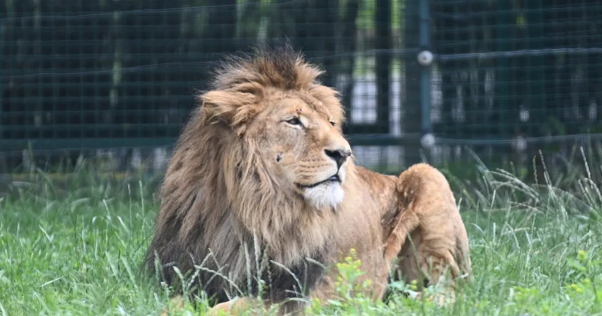 Bellewaerde le dernier lion du parc belge est décédé