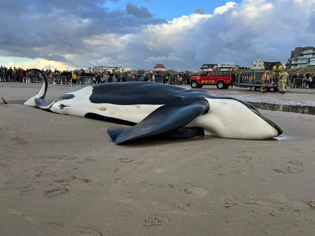 Une orque de plus de 6 mètres est morte sur la plage de la Panne