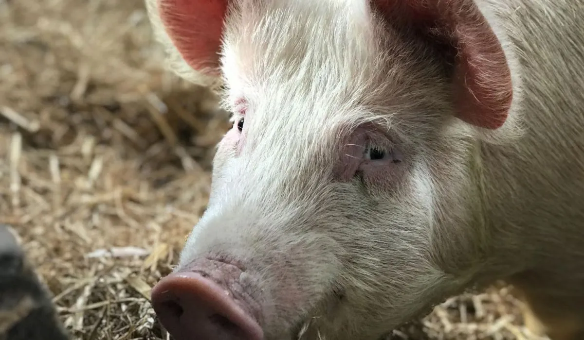 80 Porcs Contaminés Par La Maladie Daujeszky Près De Toulouse 3764