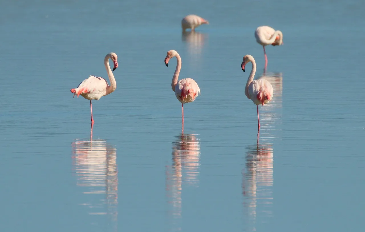 Adopt a Flamingo: A Unique Gift for Nature Lovers