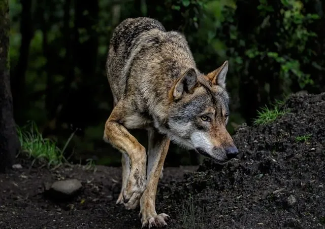 A wolf shot in Aveyron: all the explanations