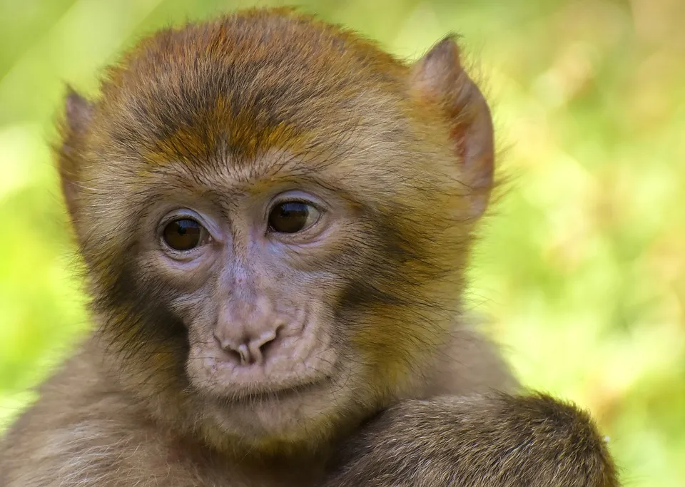 Un singe prend l'appareil photo d'une famille de touristes pour un