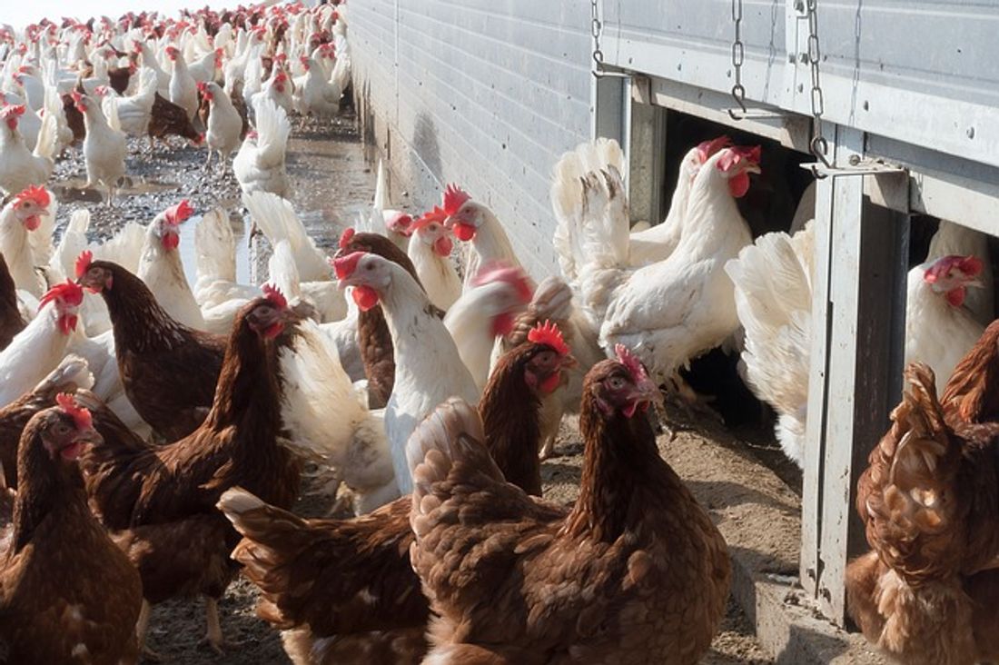 Grippe aviaire : La France passe du niveau de risque "négligeable"...