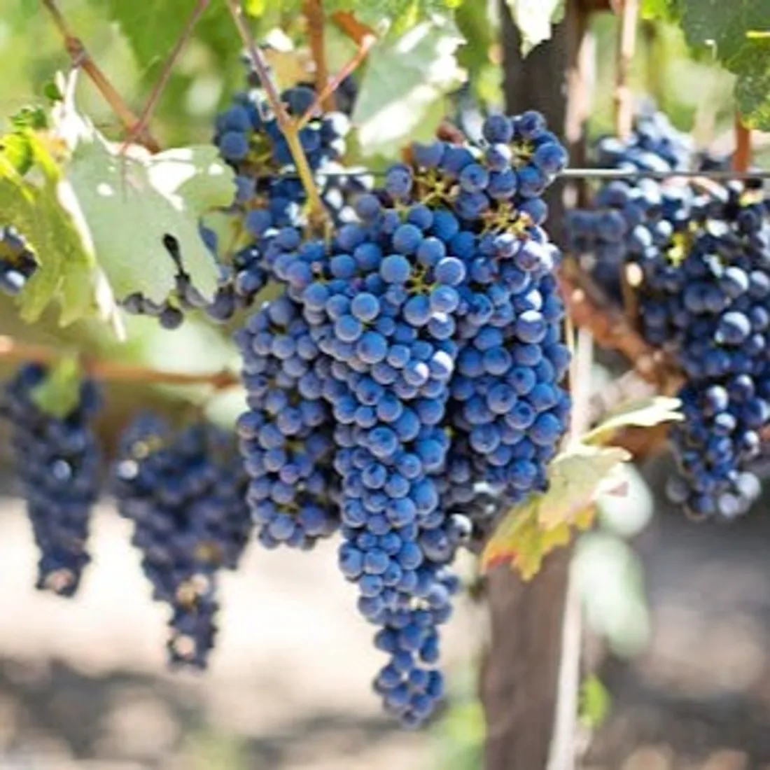 Vendanges Alsace