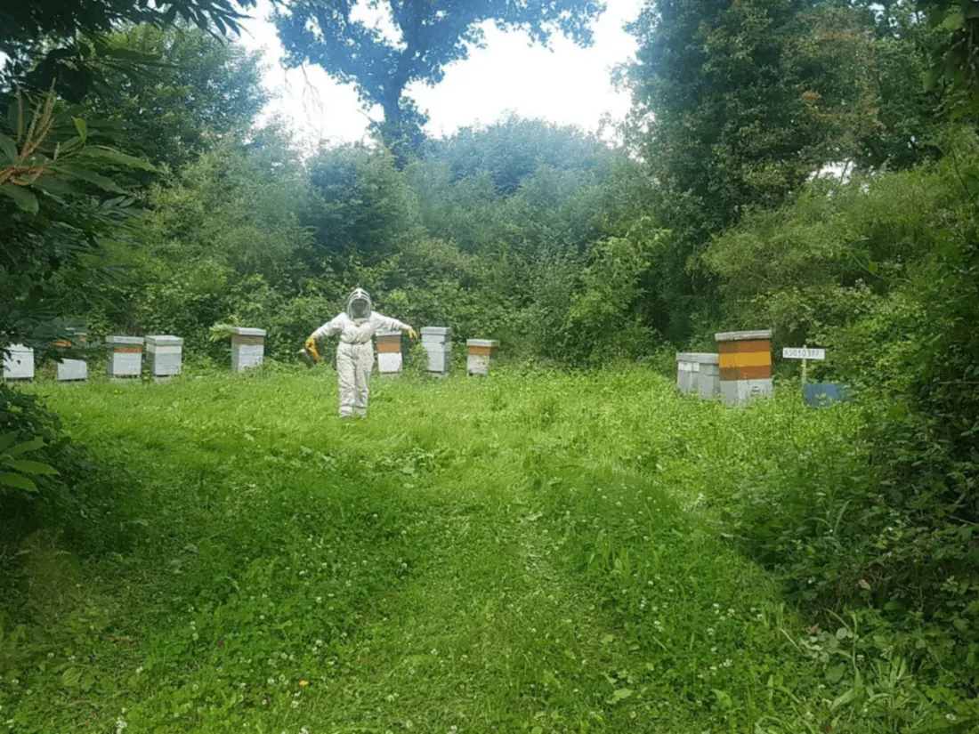 abeilles deux sevres