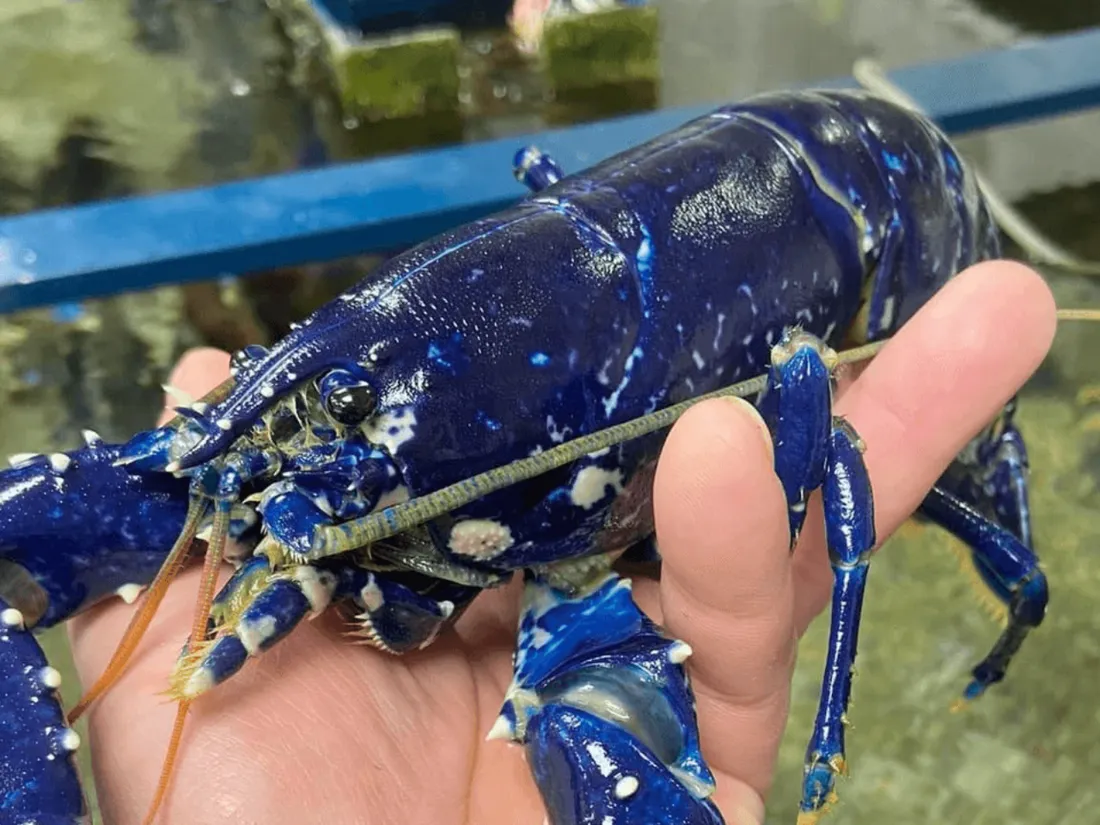 Homard bleu péché à Saint-Brieuc