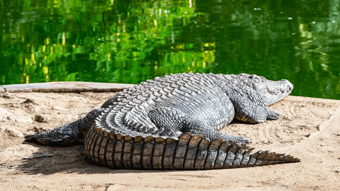 Elle vole un oeuf d'alligator il y a 20 ans et l'élève dans son jardin