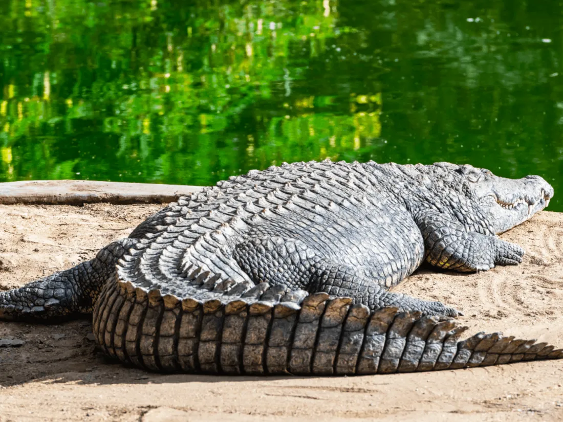 Elle vole un oeuf d'alligator il y a 20 ans et l'élève dans son jardin