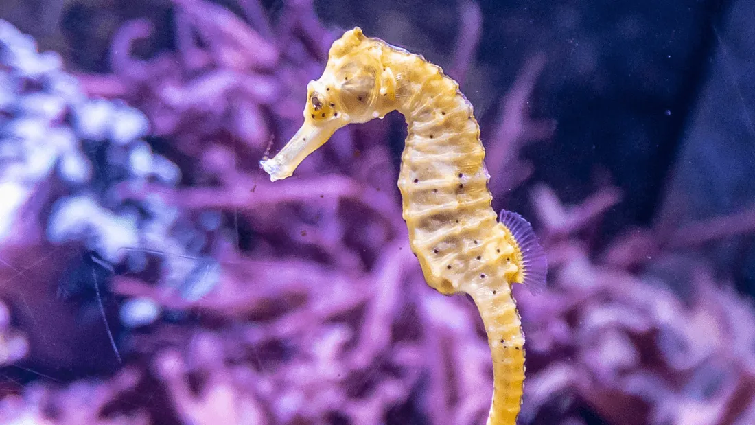 Un hippocampe retrouvé dans la baie de Bourgneuf en Vendée
