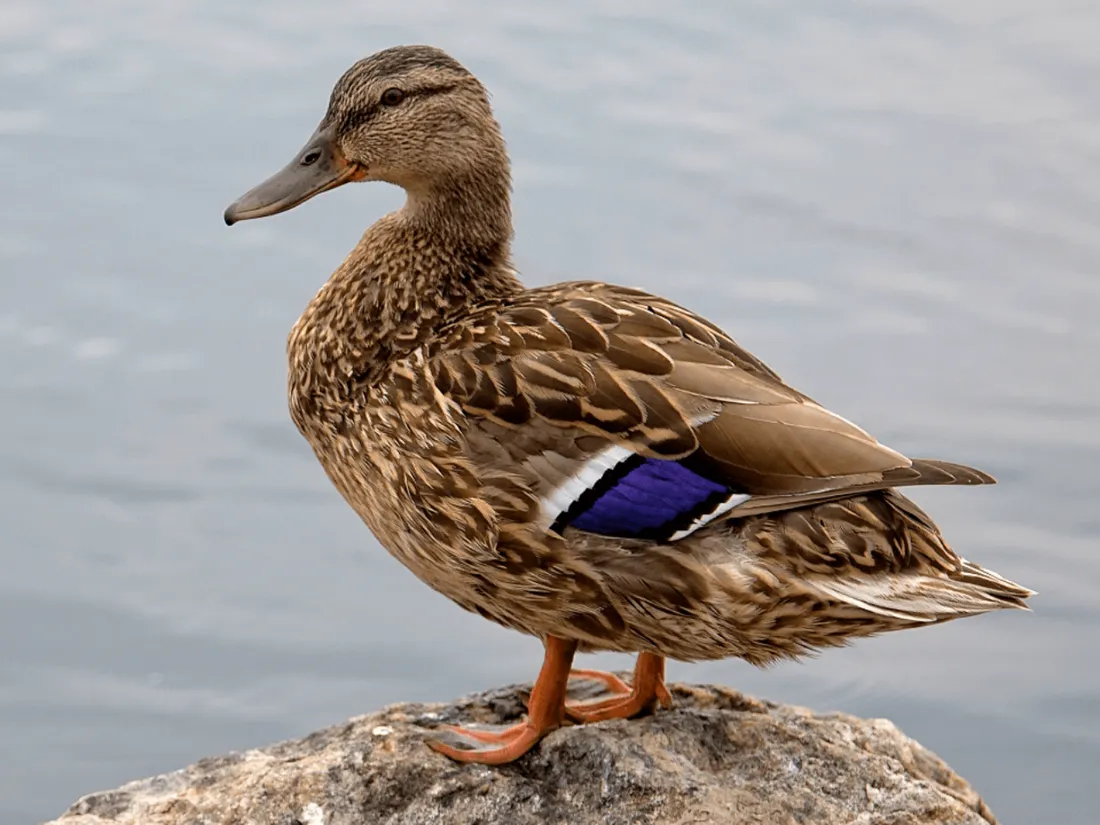 Émotion autour d'un canard qui a un couteau dans le cou à Saint-Nolff dans le Morbihan