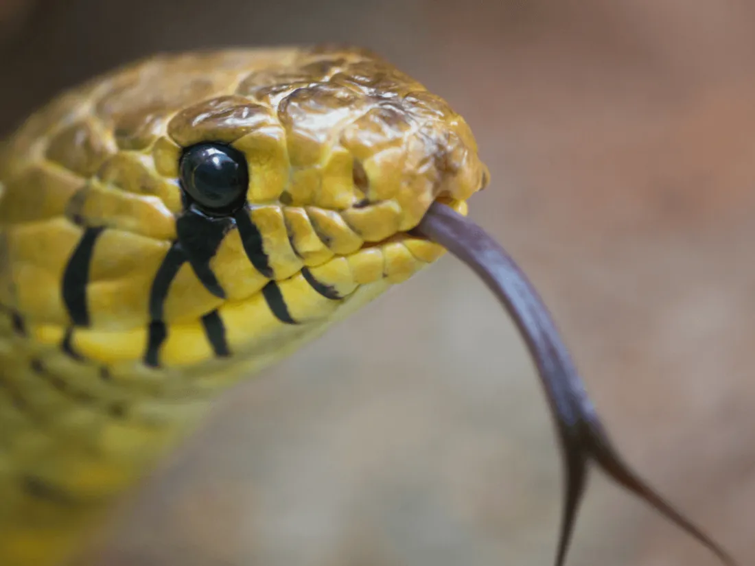 Ivre, il lance un serpent sur les policiers