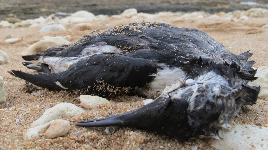 Guillemot