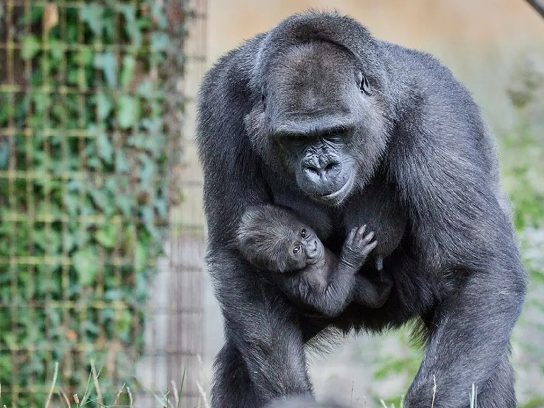 Une naissance exceptionnelle au Zoo de la Palmyre