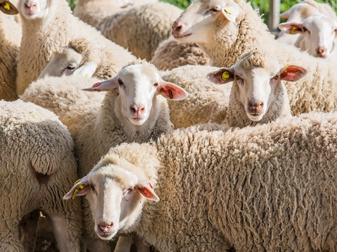 Moutons
