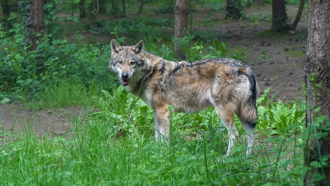 Loup gris