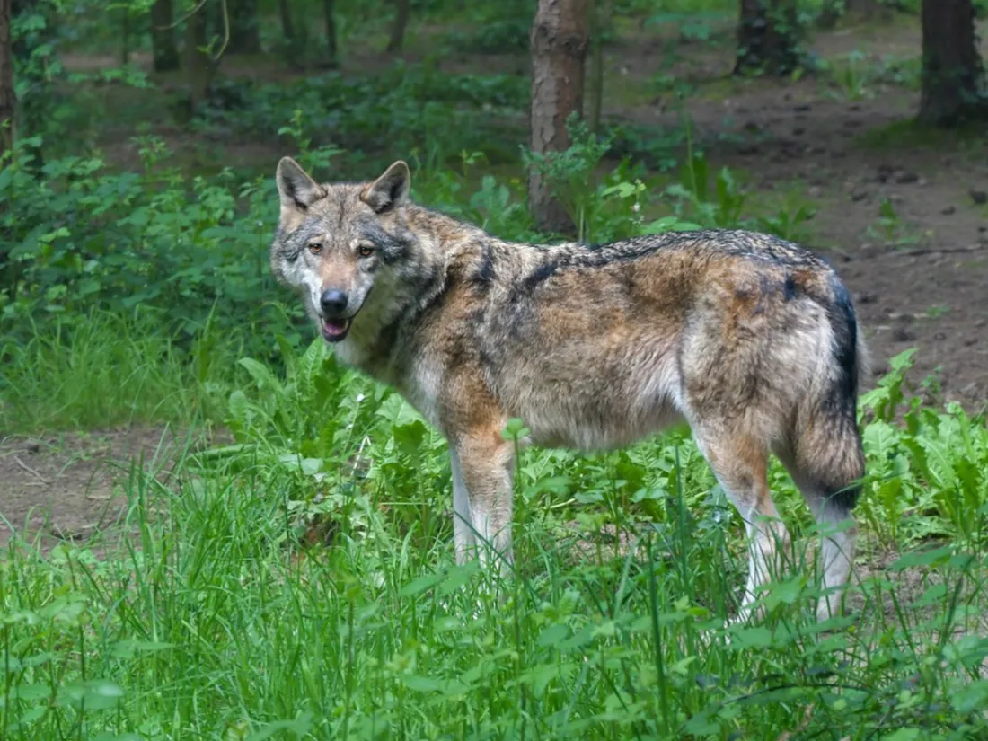 Loup gris