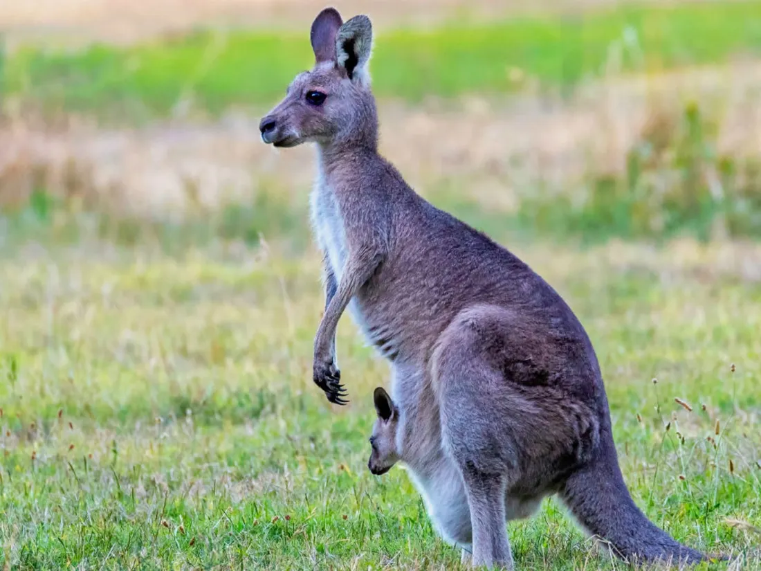 Wallaby (illustration)