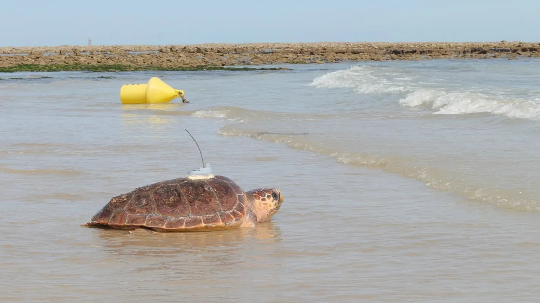 Tortue