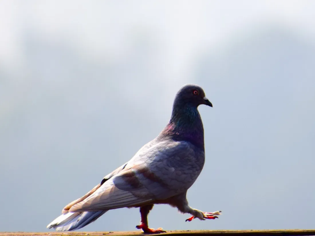 Le pigeon venait en réalité de Taïwan 