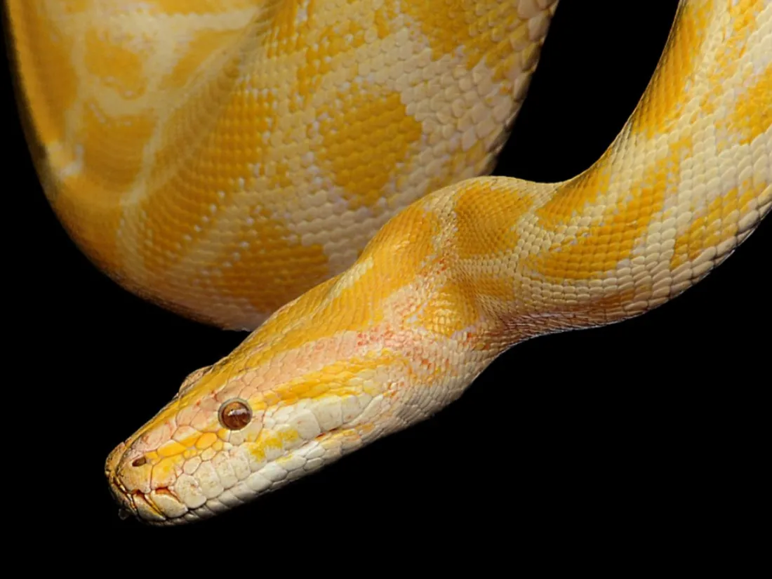 Python