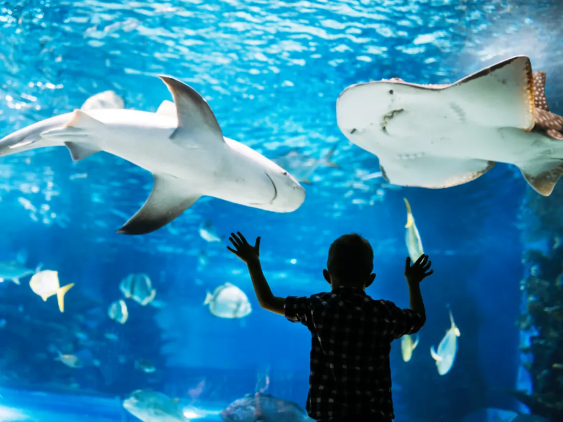 Les plus beaux aquariums du Grand Ouest à découvrir