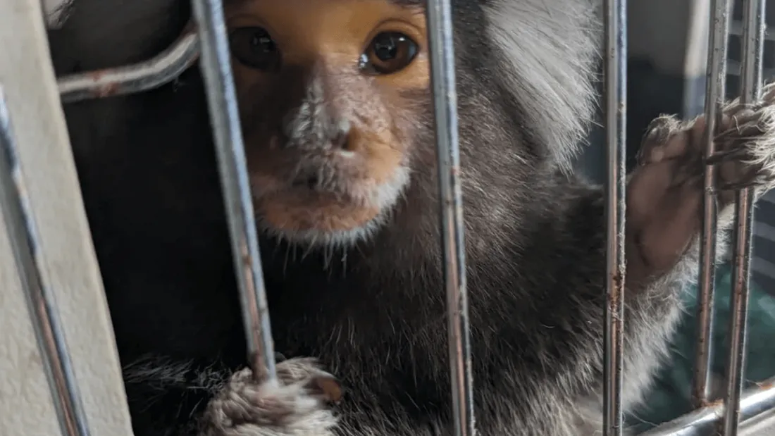 Ouistiti en cage
