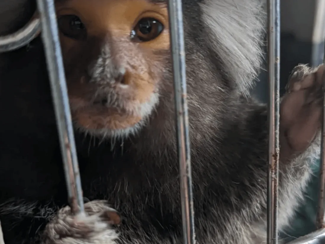Ouistiti en cage