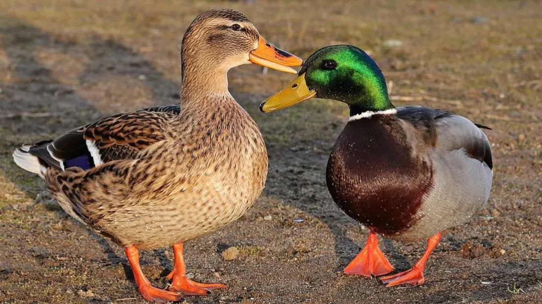 Six cas de grippe aviaire en deux semaines en Vendée