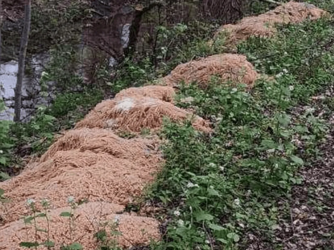 Des centaines de pâtes non cuite retrouvées dans une forêt à New york