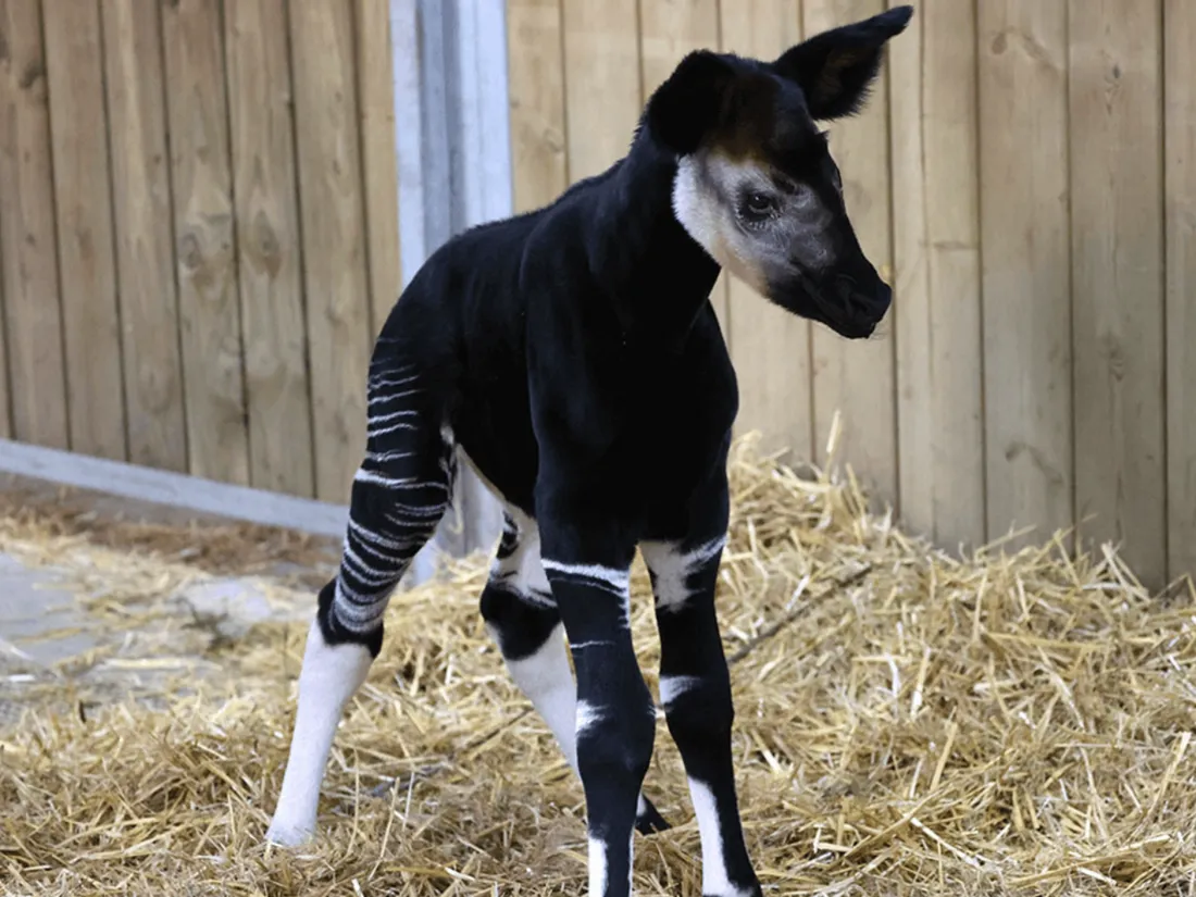 Naissance d'un petit okapi au bioparc de Doué-la-Fontaine