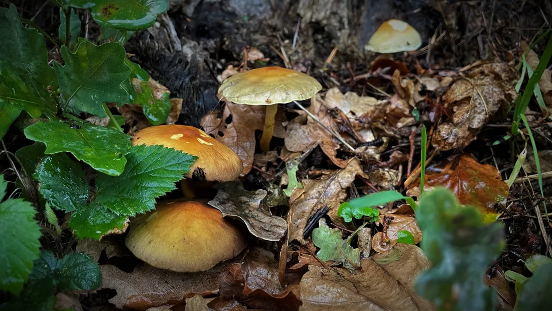 Quelques précautions à prendre avant de consommer des champignons