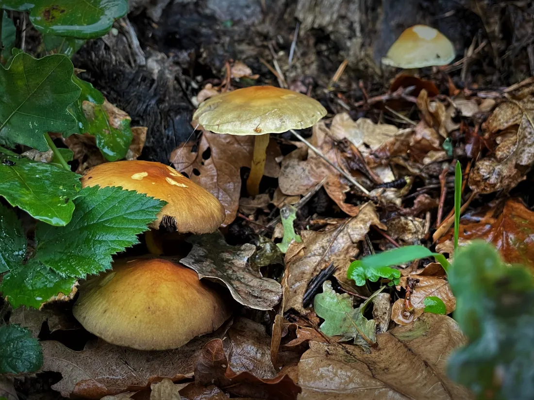 Quelques précautions à prendre avant de consommer des champignons