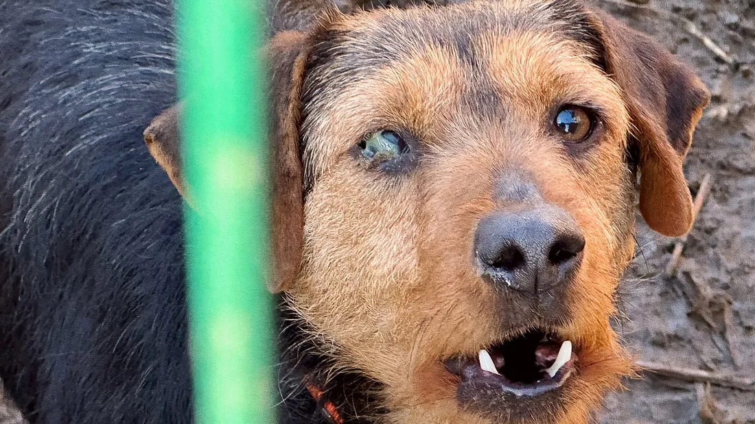 Chien en cage