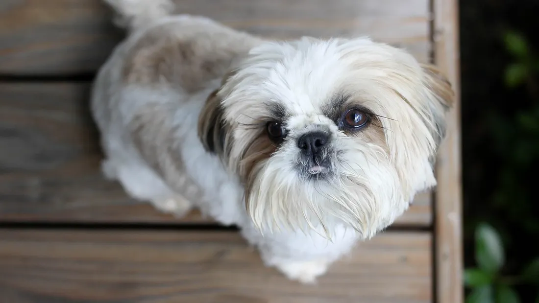 Un agent immobilier vend une maison à un chien