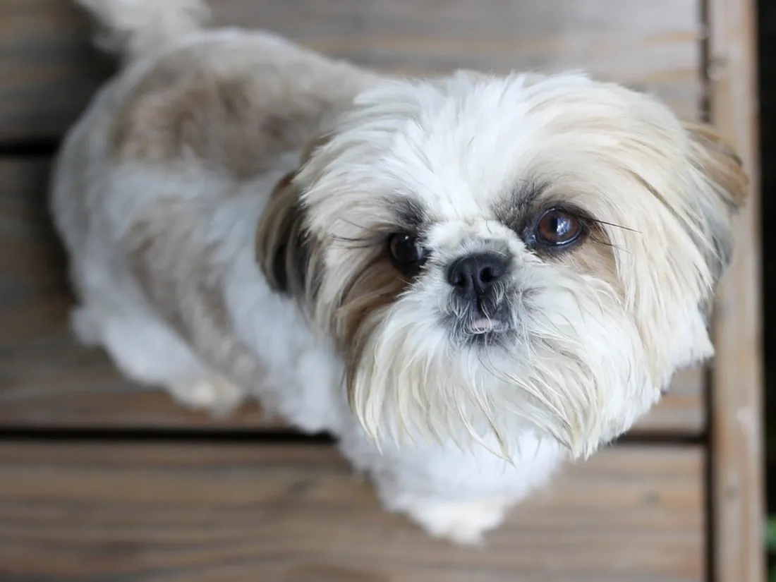 Un agent immobilier vend une maison à un chien
