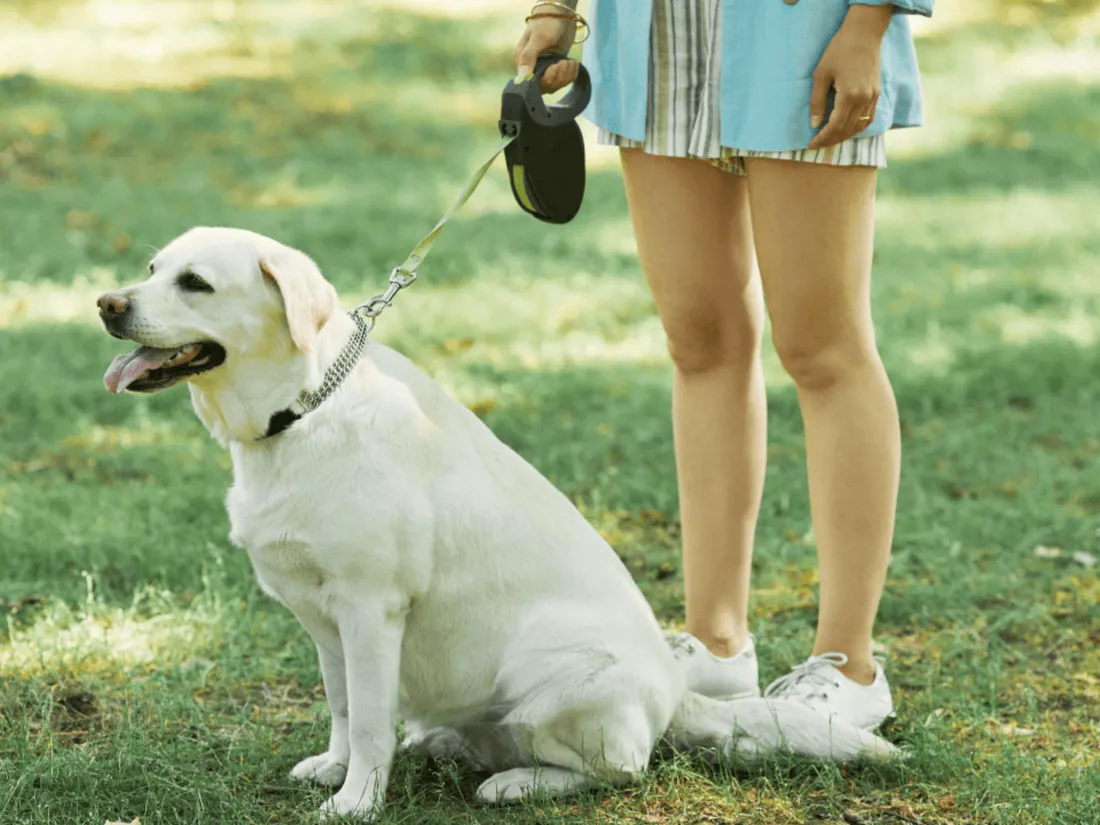 Châteauroux, amende systématique pour toute personne promenant son chien sans laisse