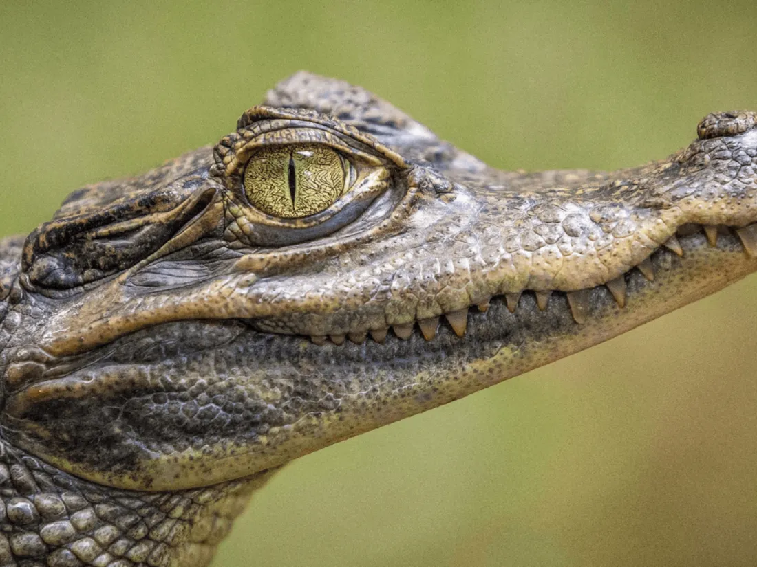 Faux crocodile dans le lac de Bourg-Blanc (Brest)