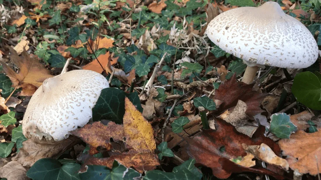 Champignons