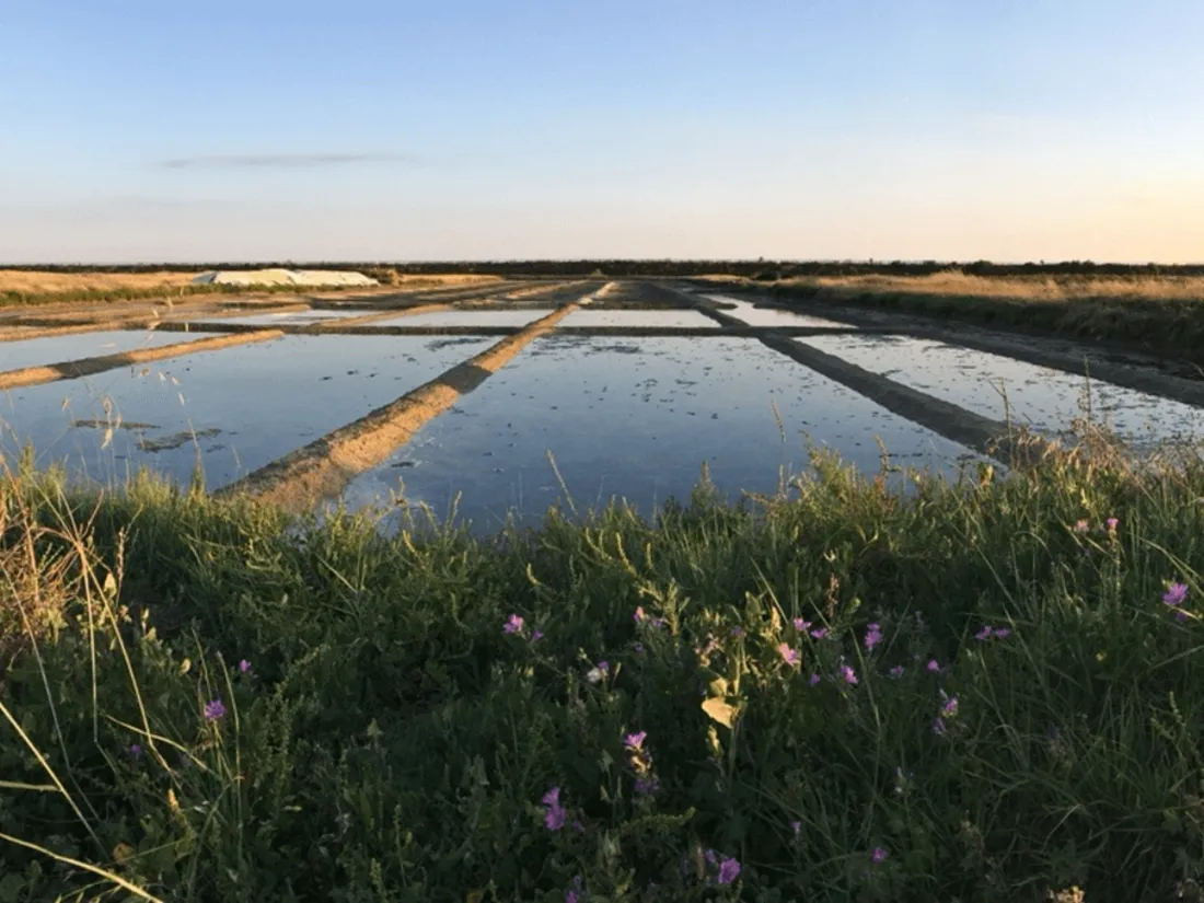 Une saison exceptionnelle dans les marais salants de l’ouest 