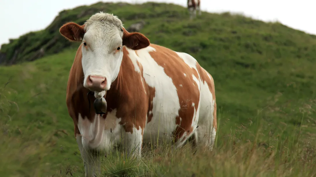 Vache